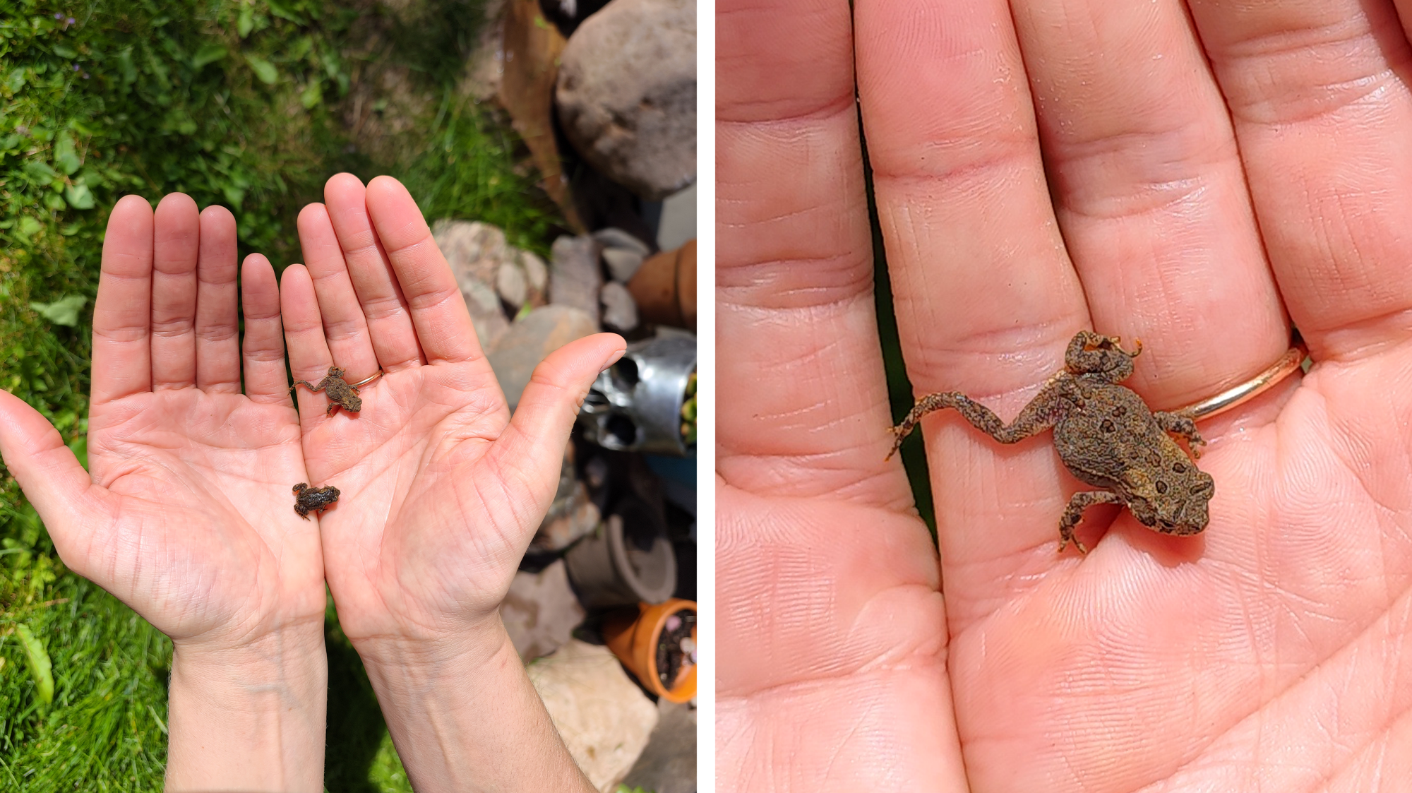 Izquierda: Manos, palma hacia arriba, sosteniendo dos pequeñas ranas.  Derecha: primer plano de la rana en la imagen de la izquierda 